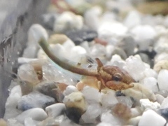 Pseudoblennius marmoratus