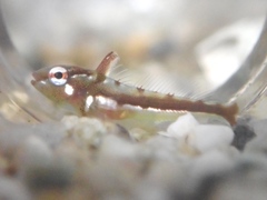 Pseudoblennius marmoratus