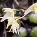 Bulbophyllum exiguum - Photo (c) Robert Humphries (Sydney), osa oikeuksista pidätetään (CC BY-NC), lähettänyt Robert Humphries (Sydney)
