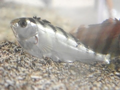 Goniistius zonatus