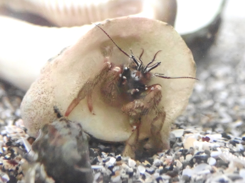 Paguristes ortmanni