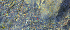 Rana huanrensis