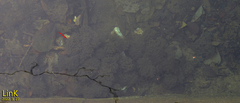 Rana huanrensis