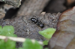 Myrmarachne inermichelis