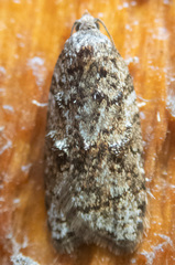 Acleris gloveranus
