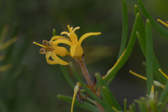 Persoonia virgata