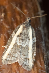 Acleris gloveranus