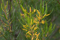 Persoonia virgata