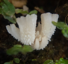 Gloiodon occidentalis