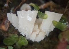 Gloiodon occidentalis