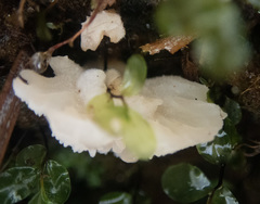 Gloiodon occidentalis