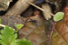 Myrmarachne inermichelis