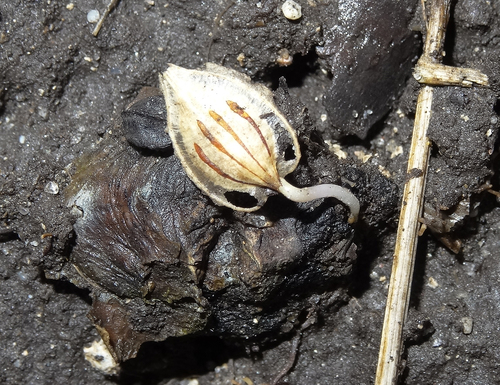 American Cow-parsnip seedling