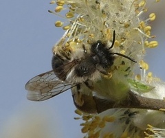 Andrena vaga