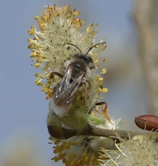 Andrena vaga