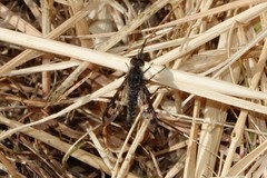 Thevenetimyia tridentata