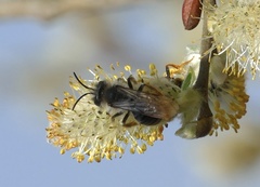 Andrena vaga