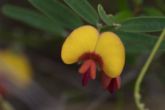 Bossiaea heterophylla