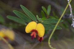 Bossiaea heterophylla