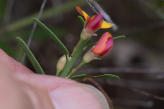 Bossiaea heterophylla