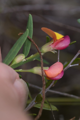 Bossiaea heterophylla