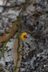 Bossiaea heterophylla