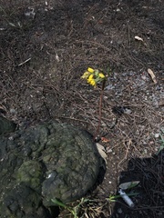 Gymnospermium altaicum