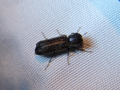Amphicerus