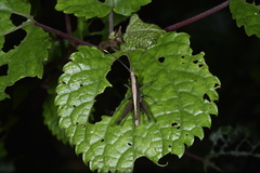 Phlaeoba antennata