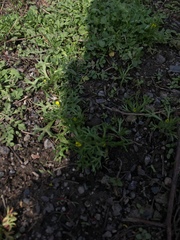 Ceratocephala testiculata