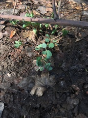 Corydalis ledebouriana