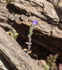 Githopsis specularioides