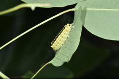 Zygaenidae