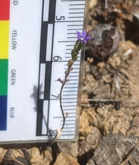 Githopsis specularioides