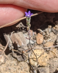 Githopsis specularioides