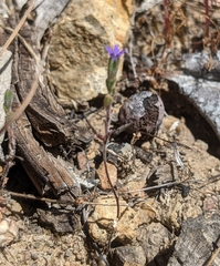 Githopsis specularioides