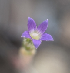 Githopsis specularioides