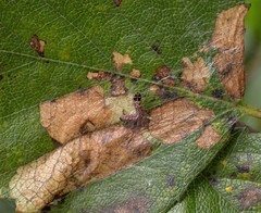 Atemelia torquatella