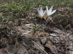 Crocus alatavicus