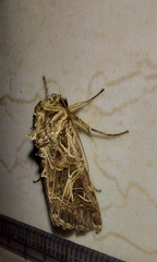 Spodoptera litura