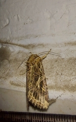 Spodoptera litura