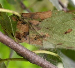 Atemelia torquatella