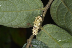 Zygaenidae