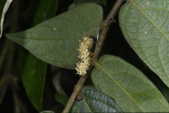 Zygaenidae