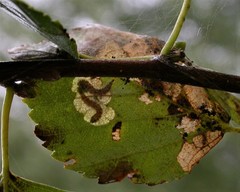 Atemelia torquatella