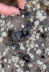 Marmota flaviventris