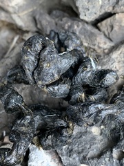 Marmota flaviventris