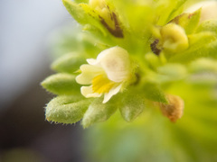 Euphrasia mollis