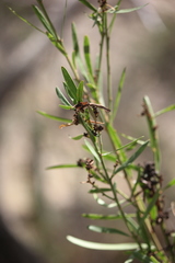 Daviesia leptophylla