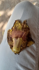Kigelia africana africana